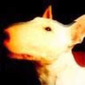 Meet your Posher, Codie